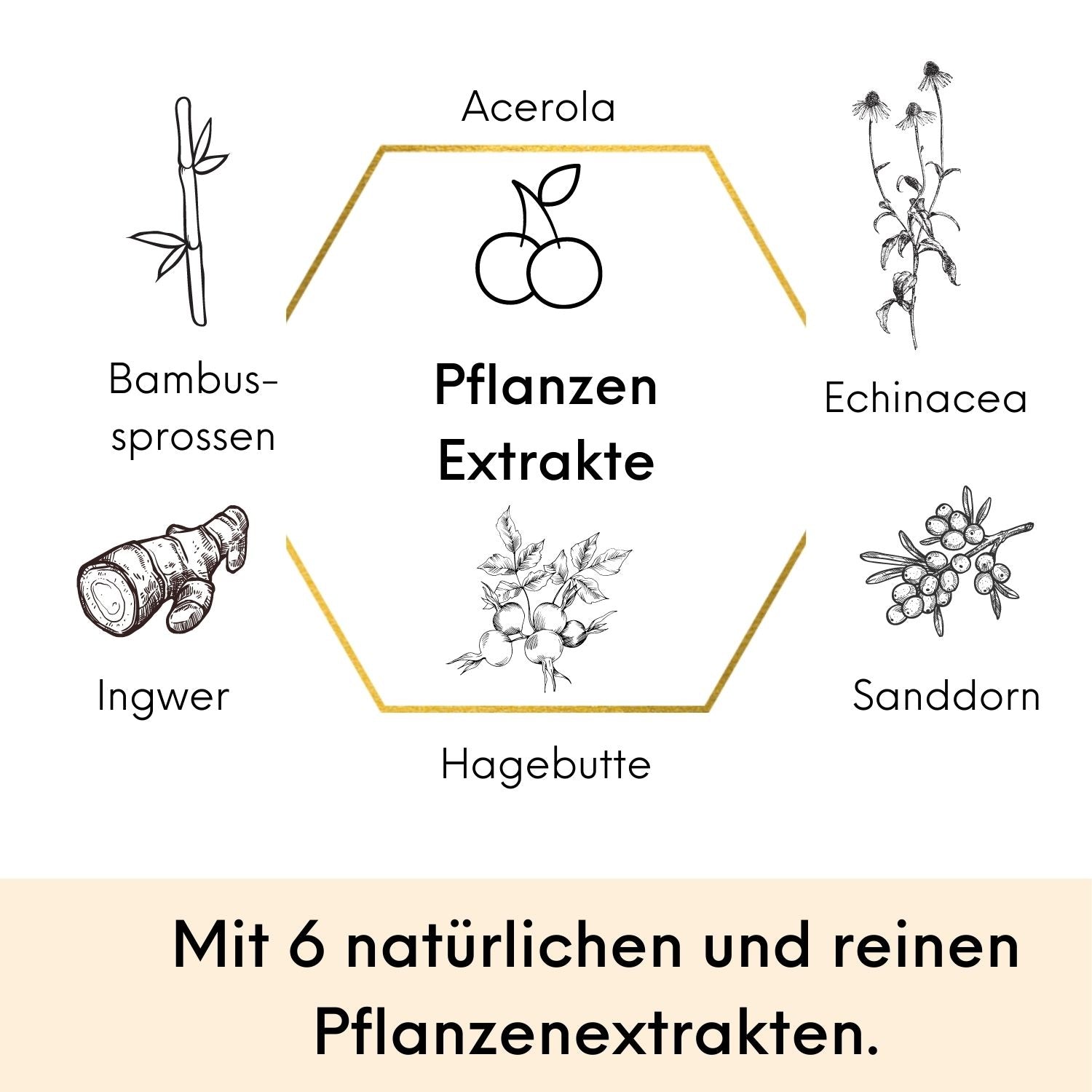 Echinacea Immun Komplex